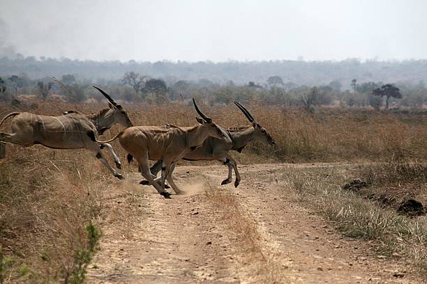 antelop while running in mkumi for 2026 - 2027